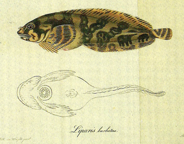 liparis barbatus